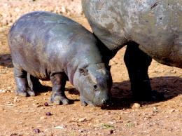 Pygmy hippo baby