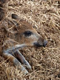 Young boar