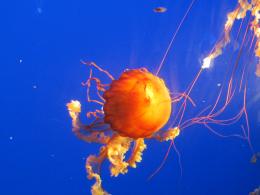 jellyfish