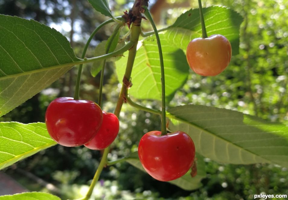 Sour cherry