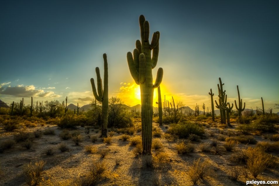 Saguaro Sunset