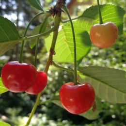 Sourcherry