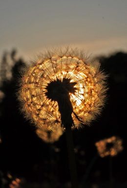 Dandelion at Sunset