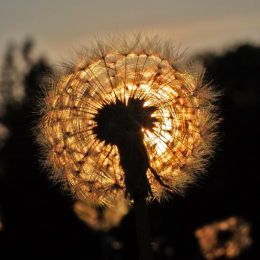 DandelionatSunset