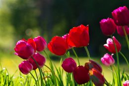 Tulips