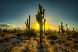 Saguaro Sunset Picture