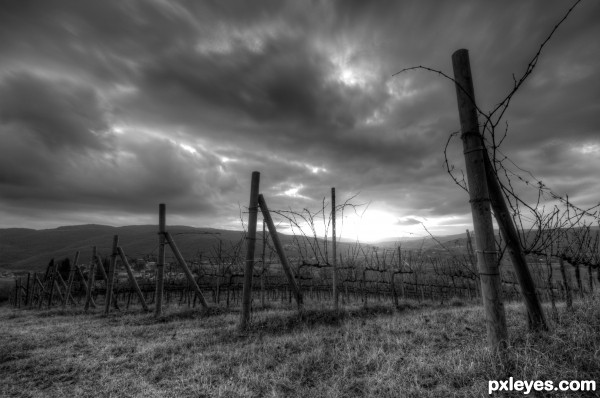 Vineyard in Canneto