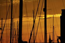 Silhouetted Masts