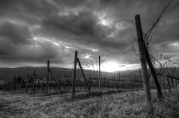 Vineyard in Canneto