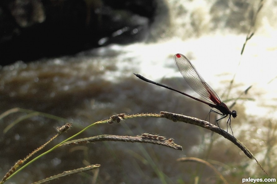 Dragonfly