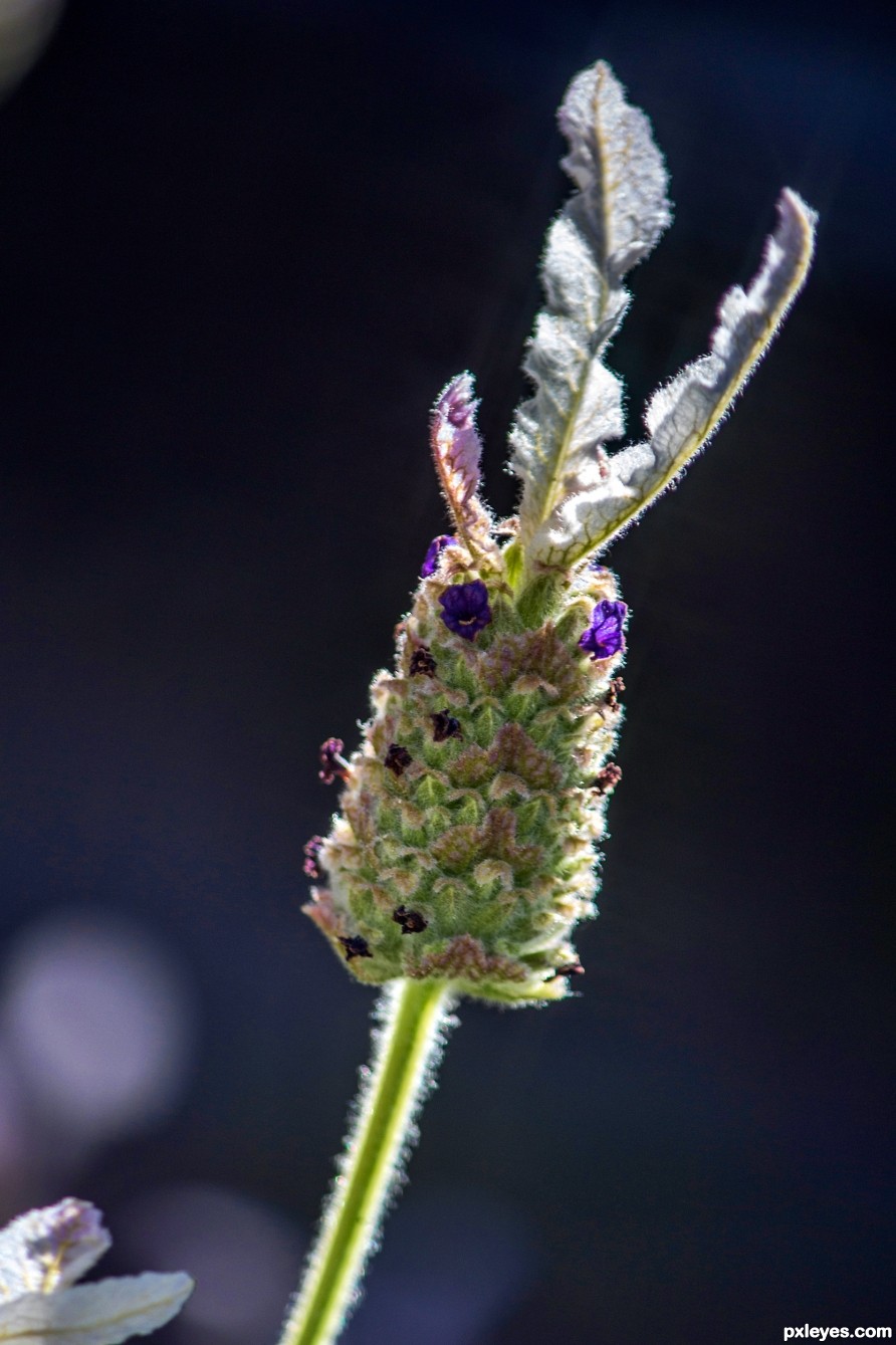 White Lavender