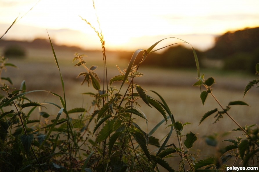 Quiet evening