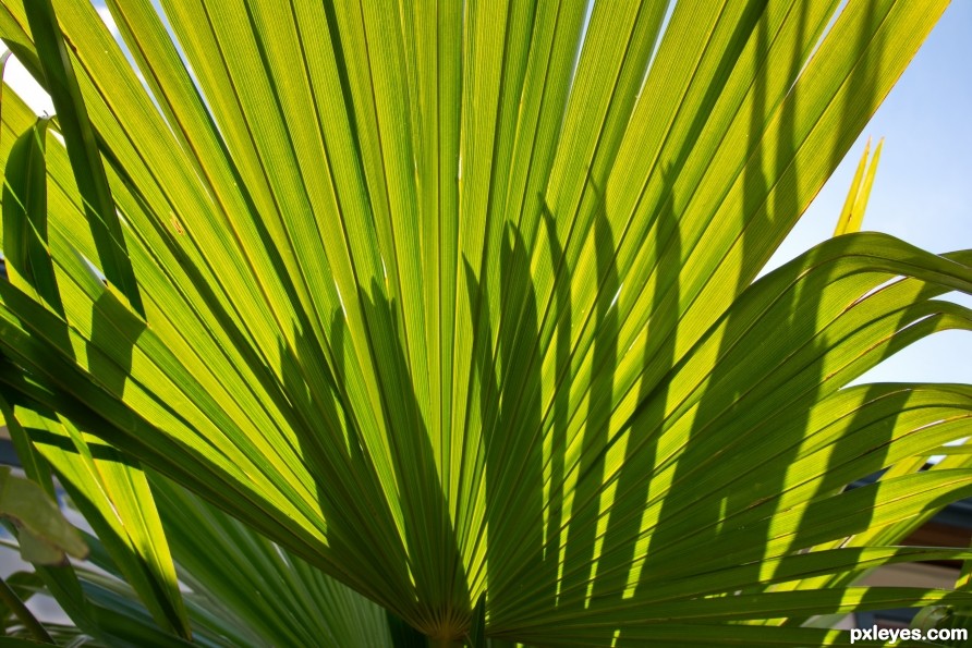 Dance of the Fronds