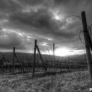 backlighting 4 photography contest