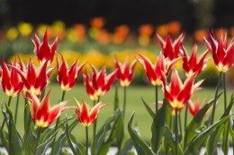 Back lit Tulips