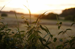 Quiet evening