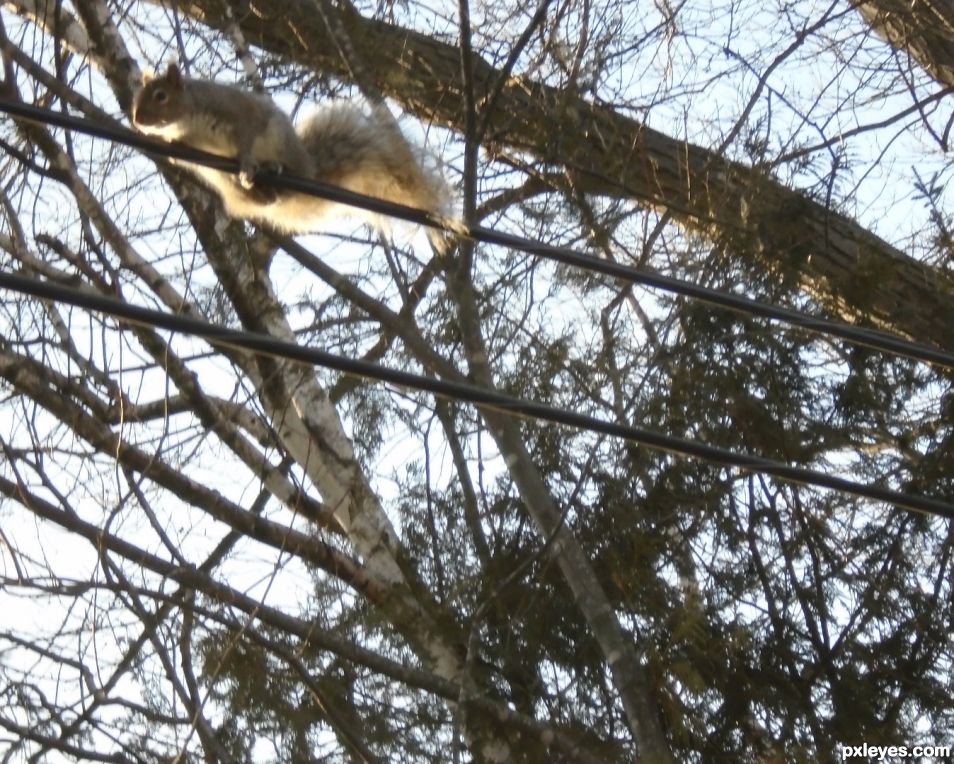Squirrel Perch