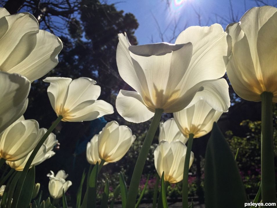 Tulips