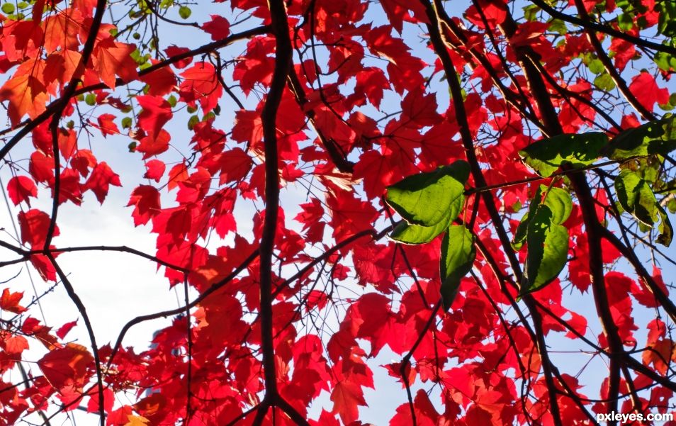 Red Autumn