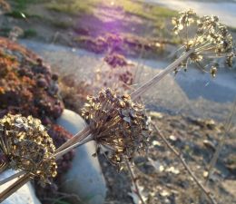 dried flowers