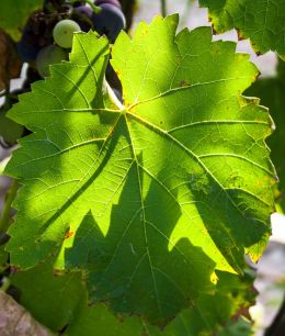 Grape leaf