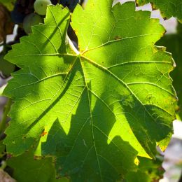 Grapeleaf