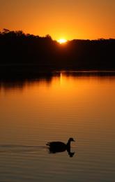 The Lone Goose