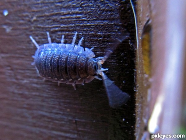 Back Garden Woodlice