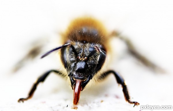 Bee shows tongue