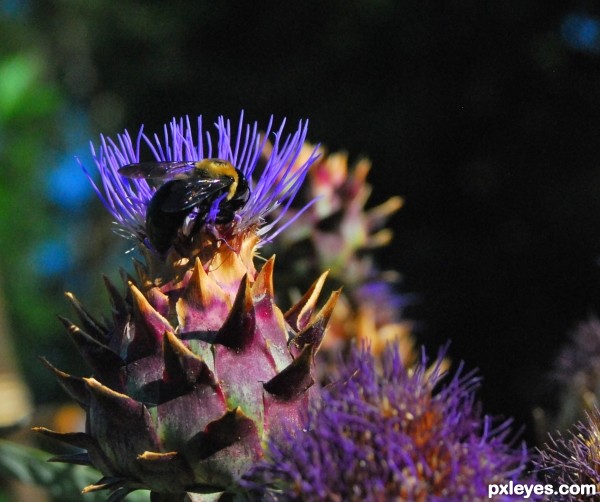 Bumble Bee Butt