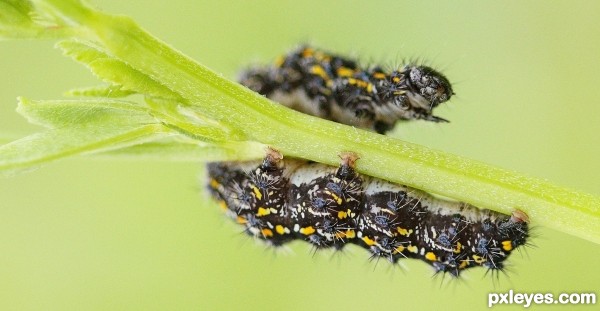 Caterpillar