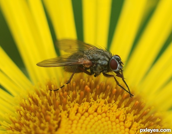 Fly on Yellow flower