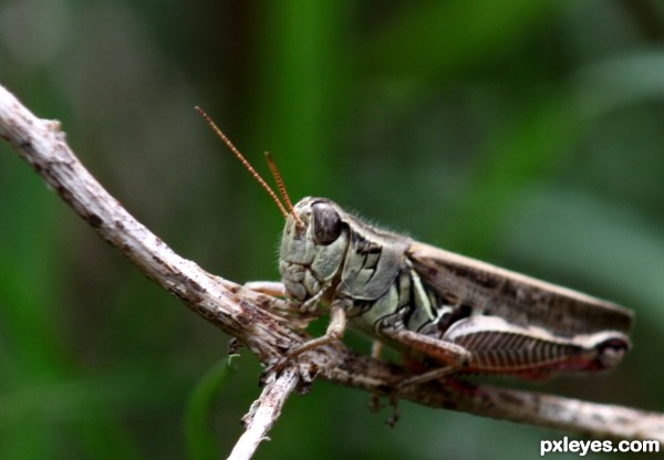 Grasshopper