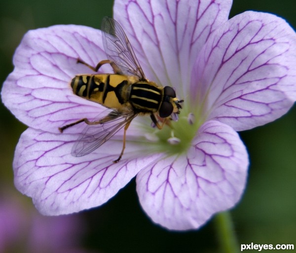 Hoverfly on flower