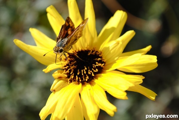 Moth on a Daisy