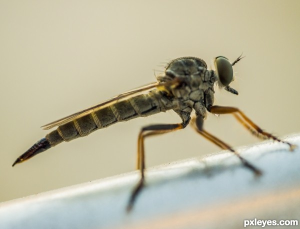 Creation of Robberfly: Final Result