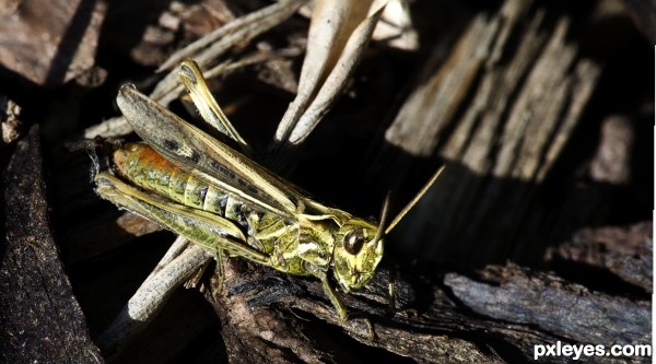 grasshopper