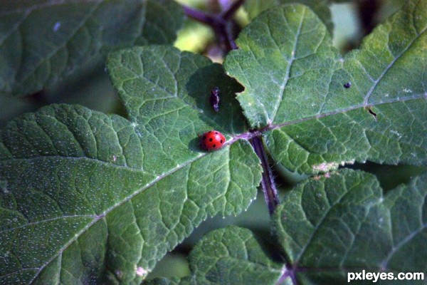 ladybug