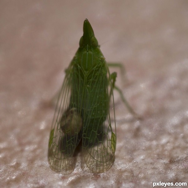 Creation of A bug with a passenger...: Step 1