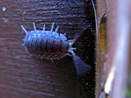 Back Garden Woodlice