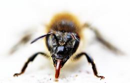 Bee shows tongue