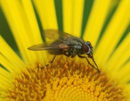 Fly on Yellow flower Picture