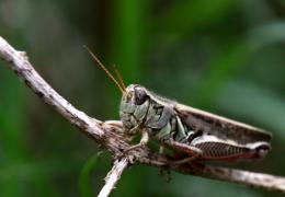 Grasshopper