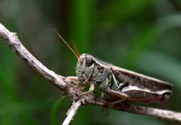 Grasshopper