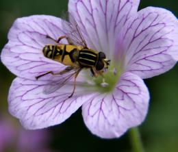 Hoverfly on flower Picture