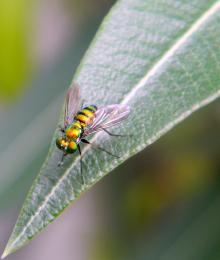 Itty Bitty Metallic Fly