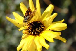 Moth on a Daisy