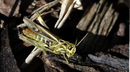 grasshopper