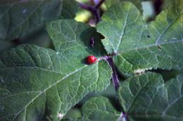 ladybug