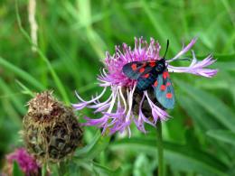 zygaena